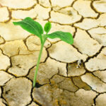 New,Growth,In,Cracked,Earth
