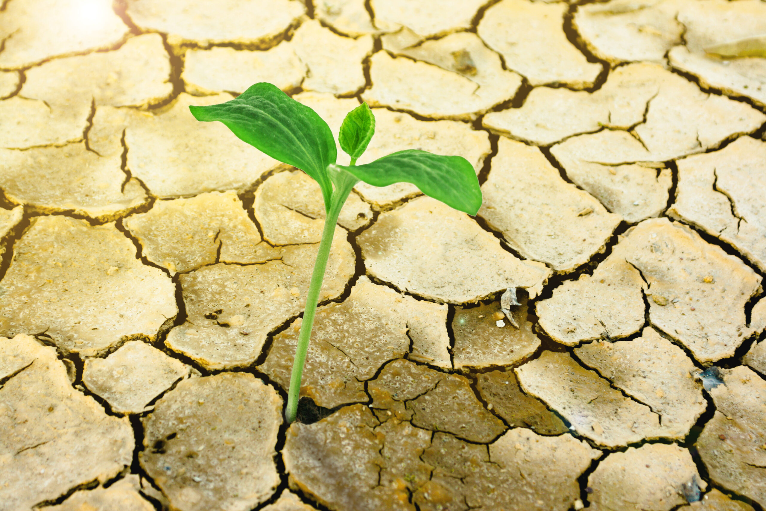 New,Growth,In,Cracked,Earth